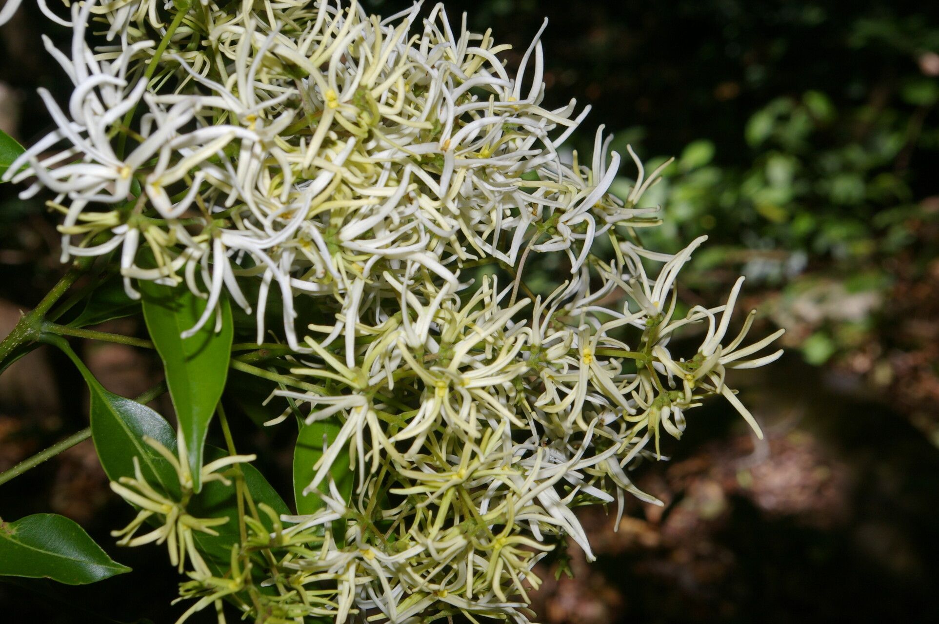Chionanthus oblanceolatus flower