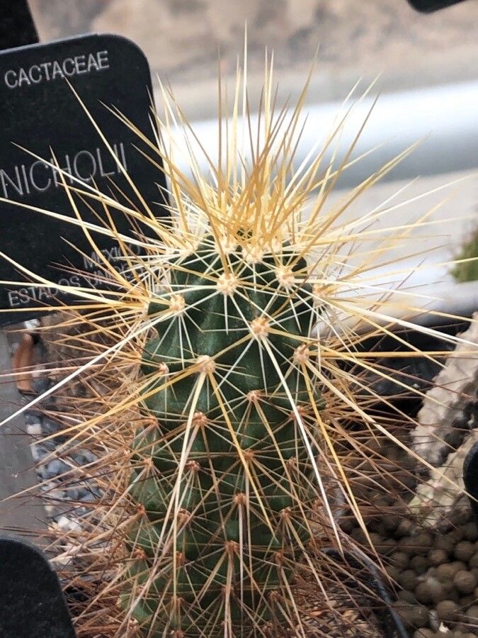 Echinocereus nicholii — search result for 'Echinocereus'