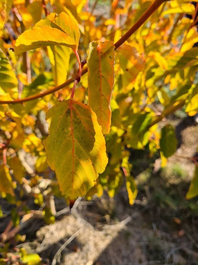 Acer rufinerve flower