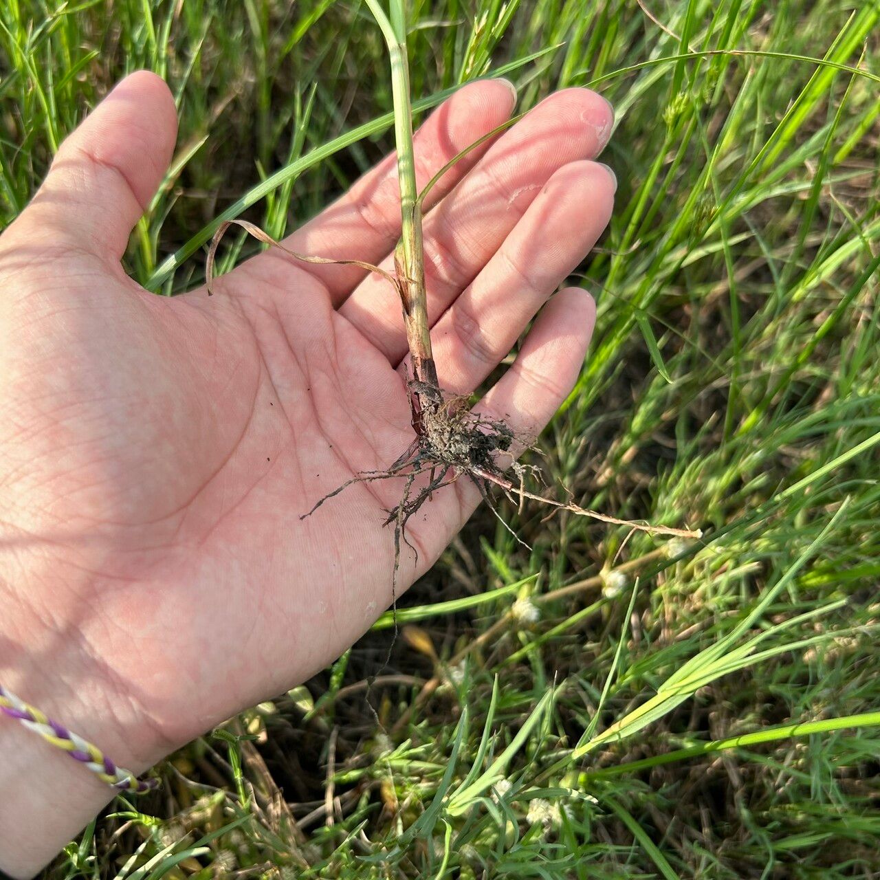 Cyperus mitis — houseplant care guide