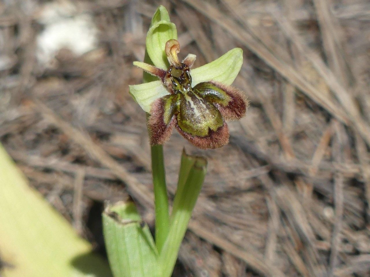 Ophrys x fernandii — search result for 'Ophrys'