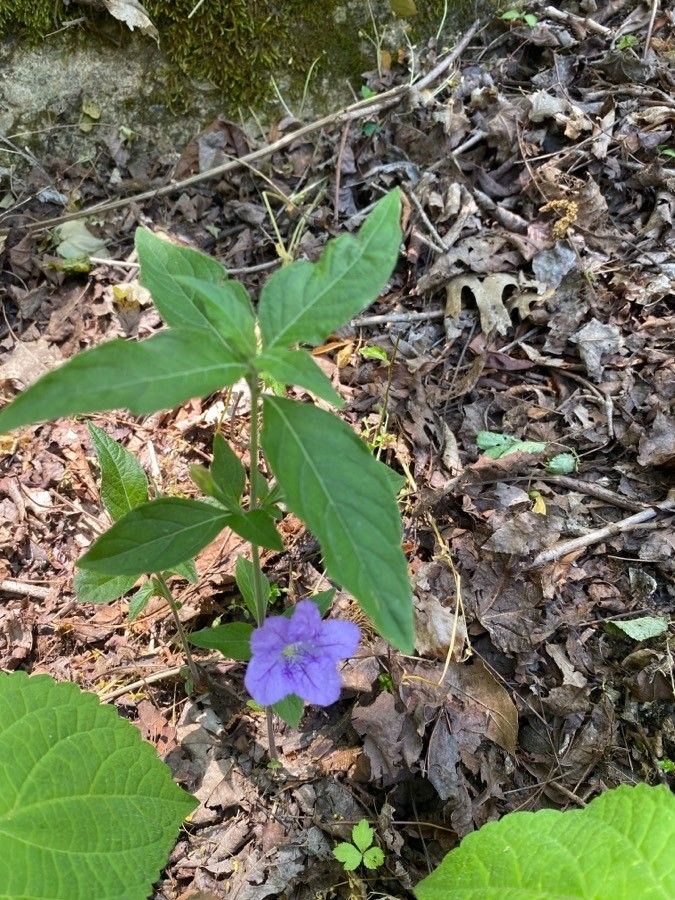 Ruellia strepens leaf