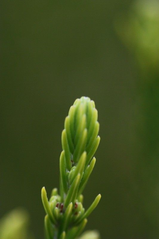 Erica reunionensis leaf