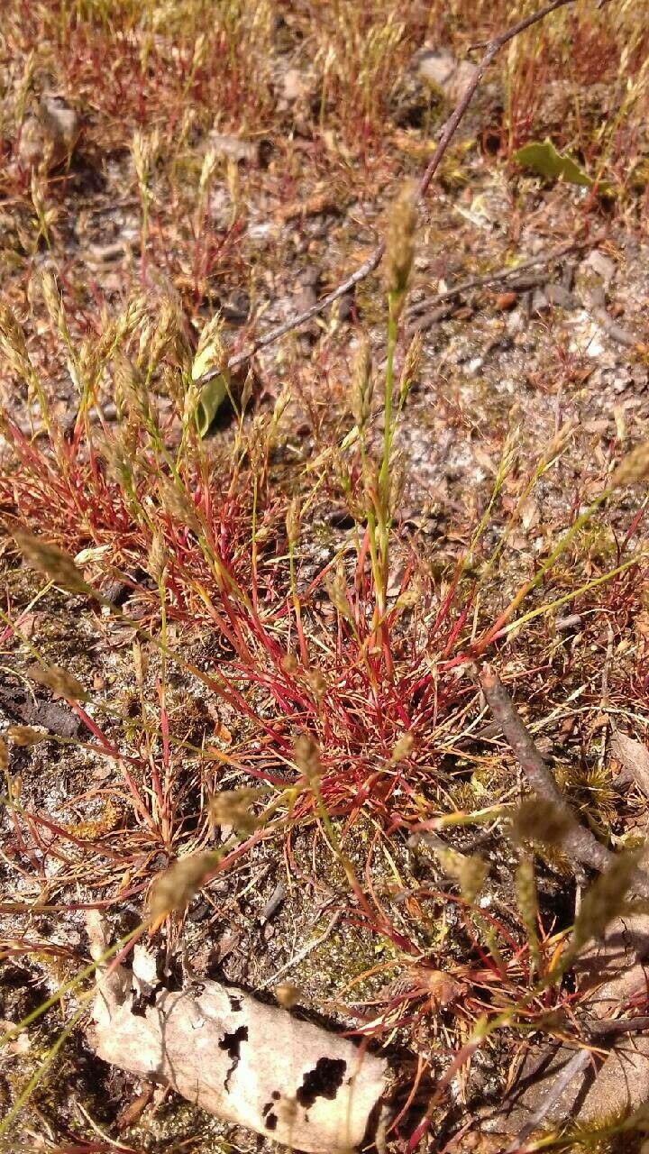 Aira praecox — search result for 'West Coast of North America'
