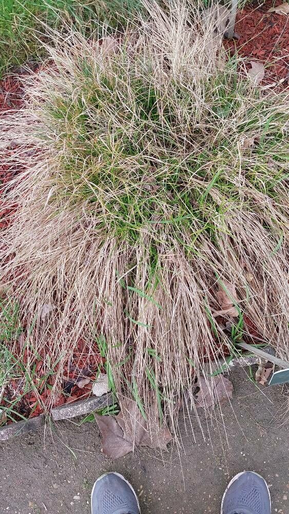 Carex nachiana — houseplant care guide
