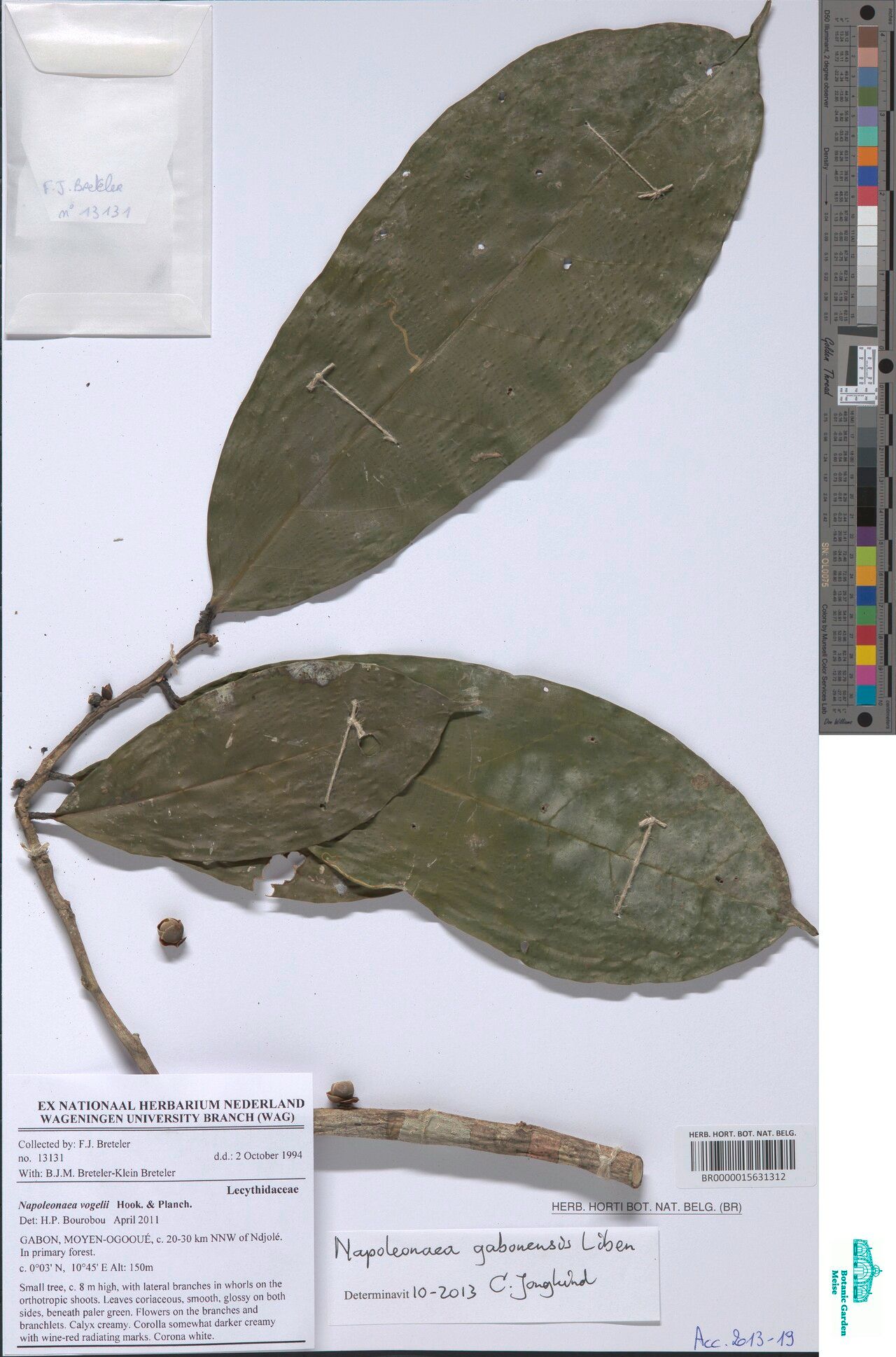 Napoleonaea gabonensis — search result for 'Napoleonaea'