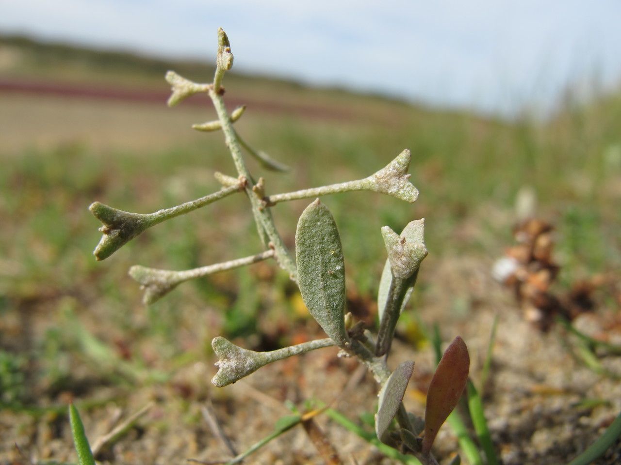 Halimione pedunculata leaf