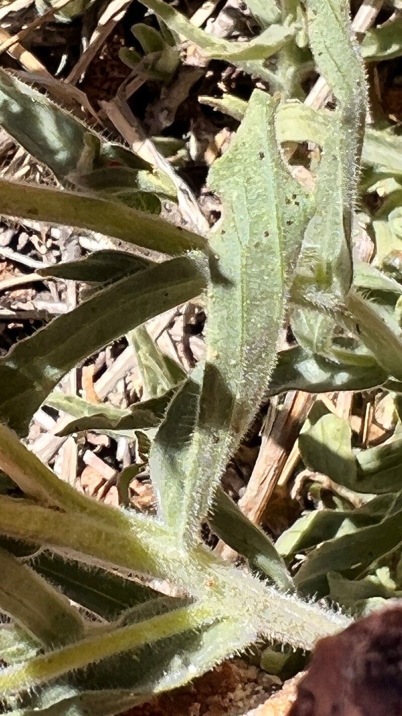 Castilleja subinclusa — search result for 'Castilleja'