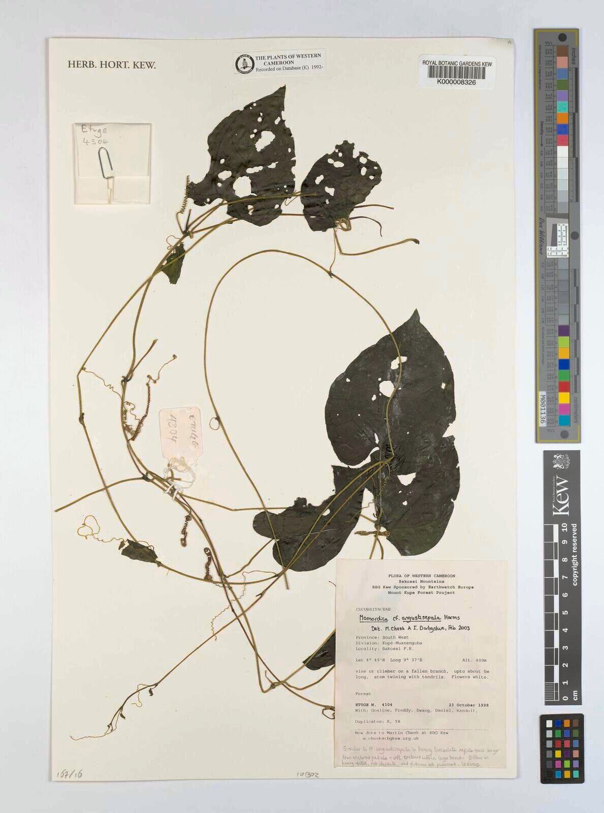 Momordica angustisepala