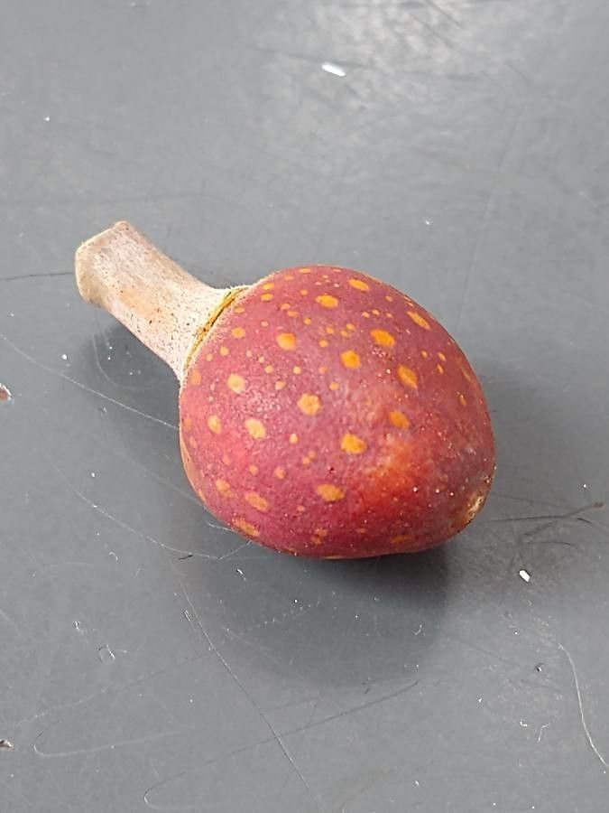 Ficus macrophylla fruit