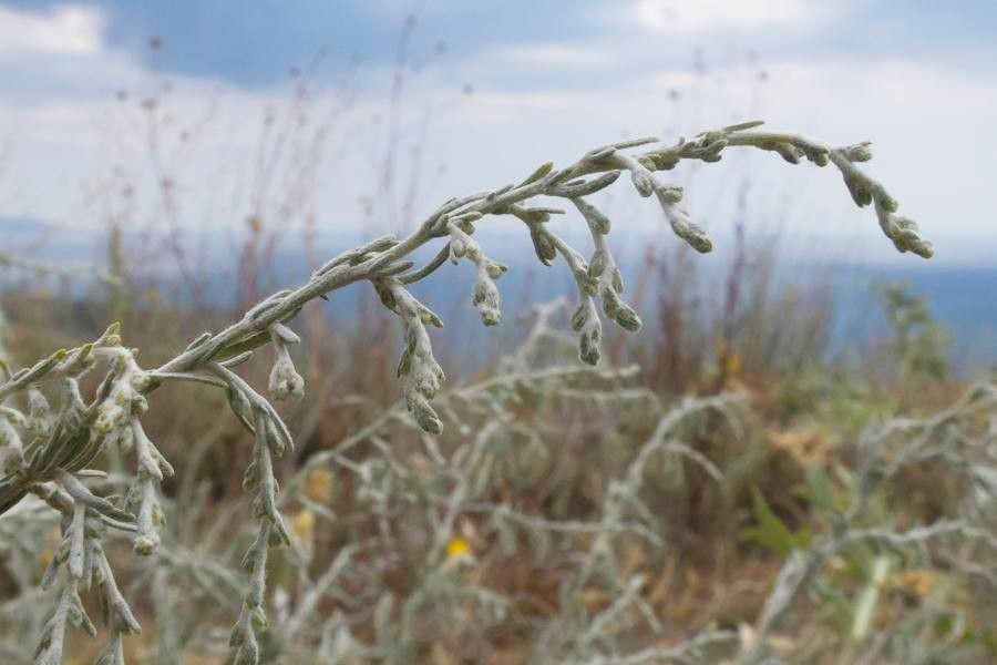 Artemisia santonicum flower