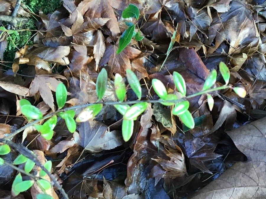 Vaccinium moupinense — search result for 'Vaccinium'