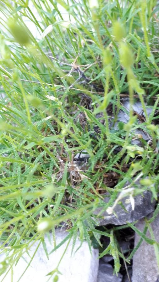 Sabulina austriaca leaf