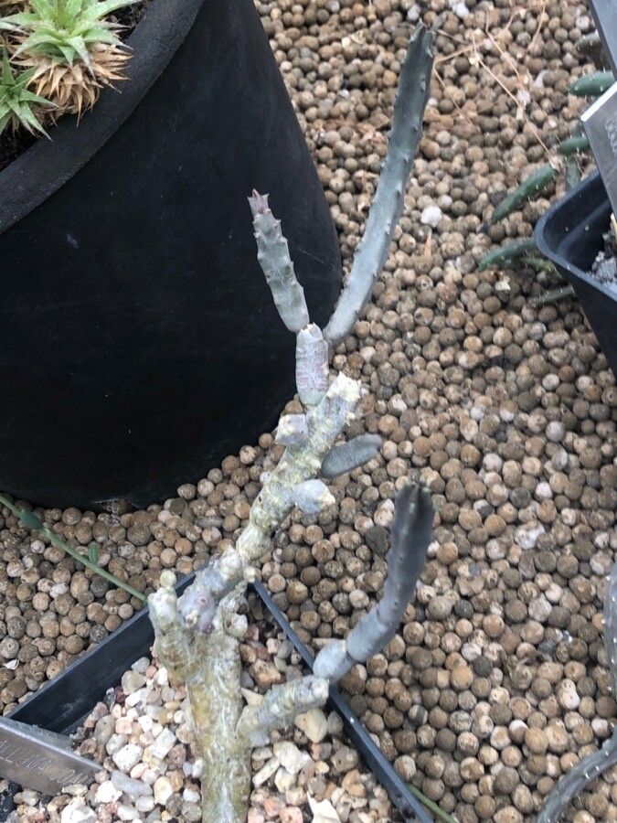 Caralluma joannis — houseplant care guide