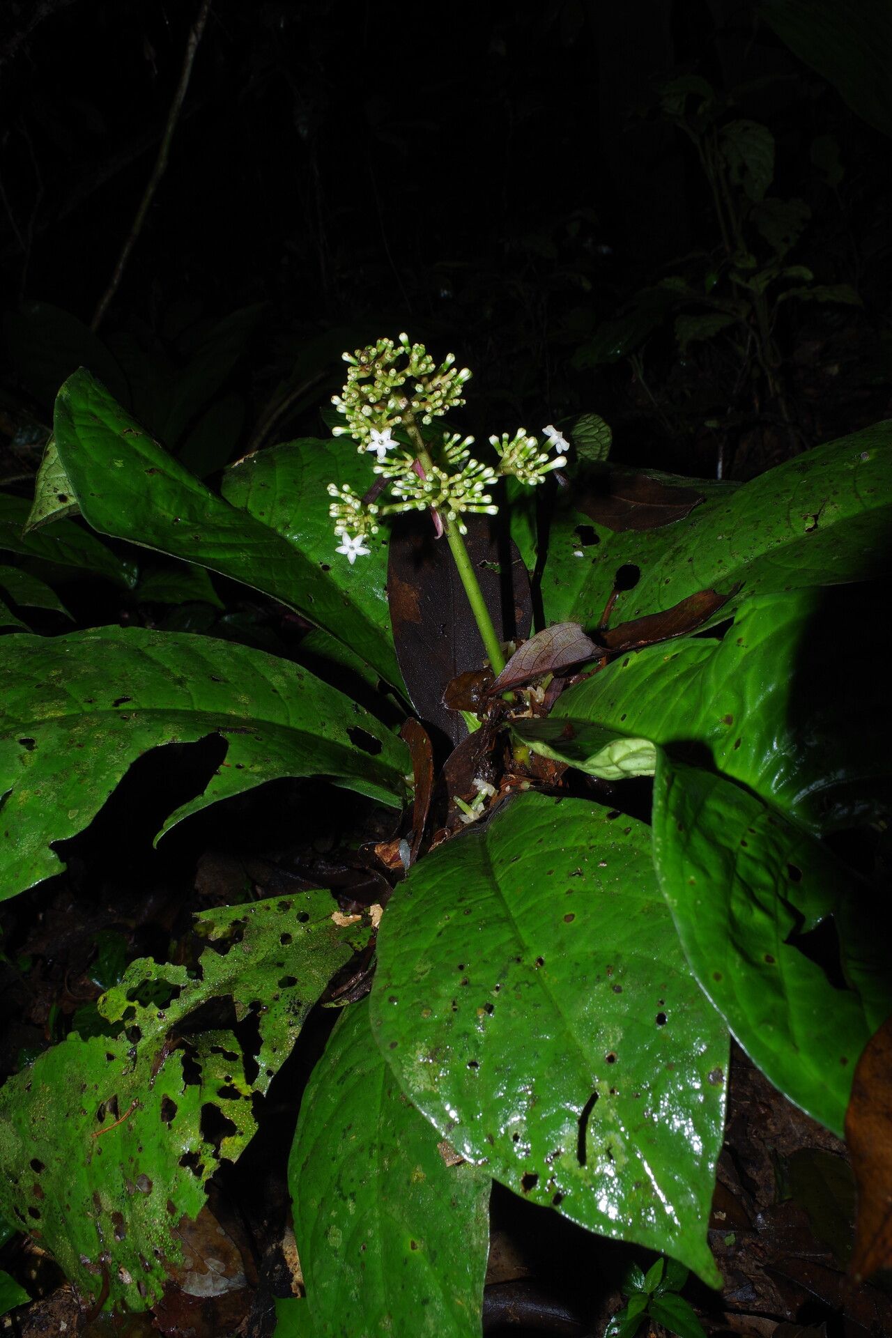 Chassalia ischnophylla — houseplant care guide