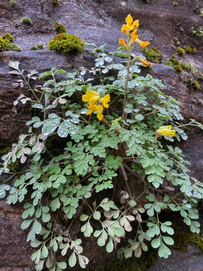 Pseudofumaria lutea leaf