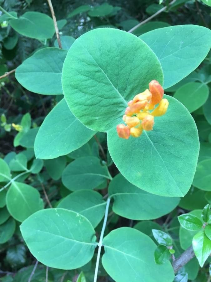 Lonicera ciliosa — search result for 'Lonicera'