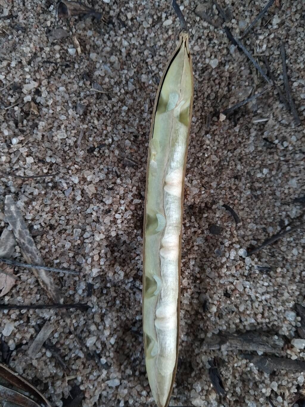 Stereospermum euphorioides fruit