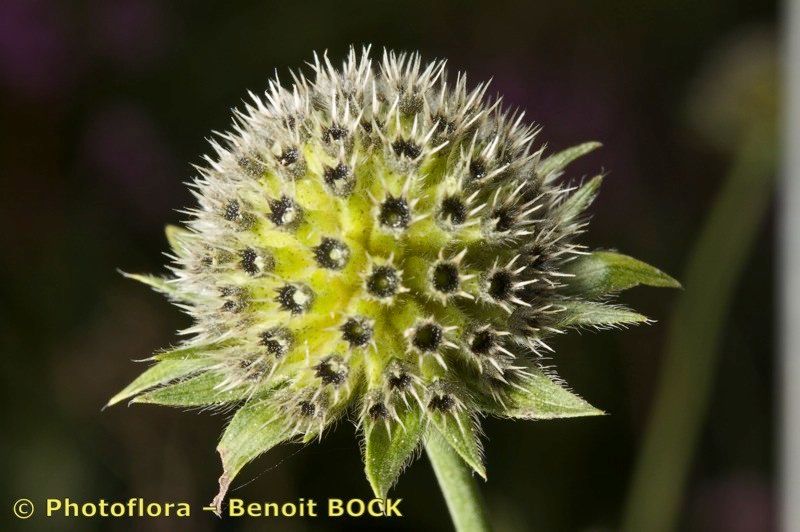 Knautia lebrunii fruit