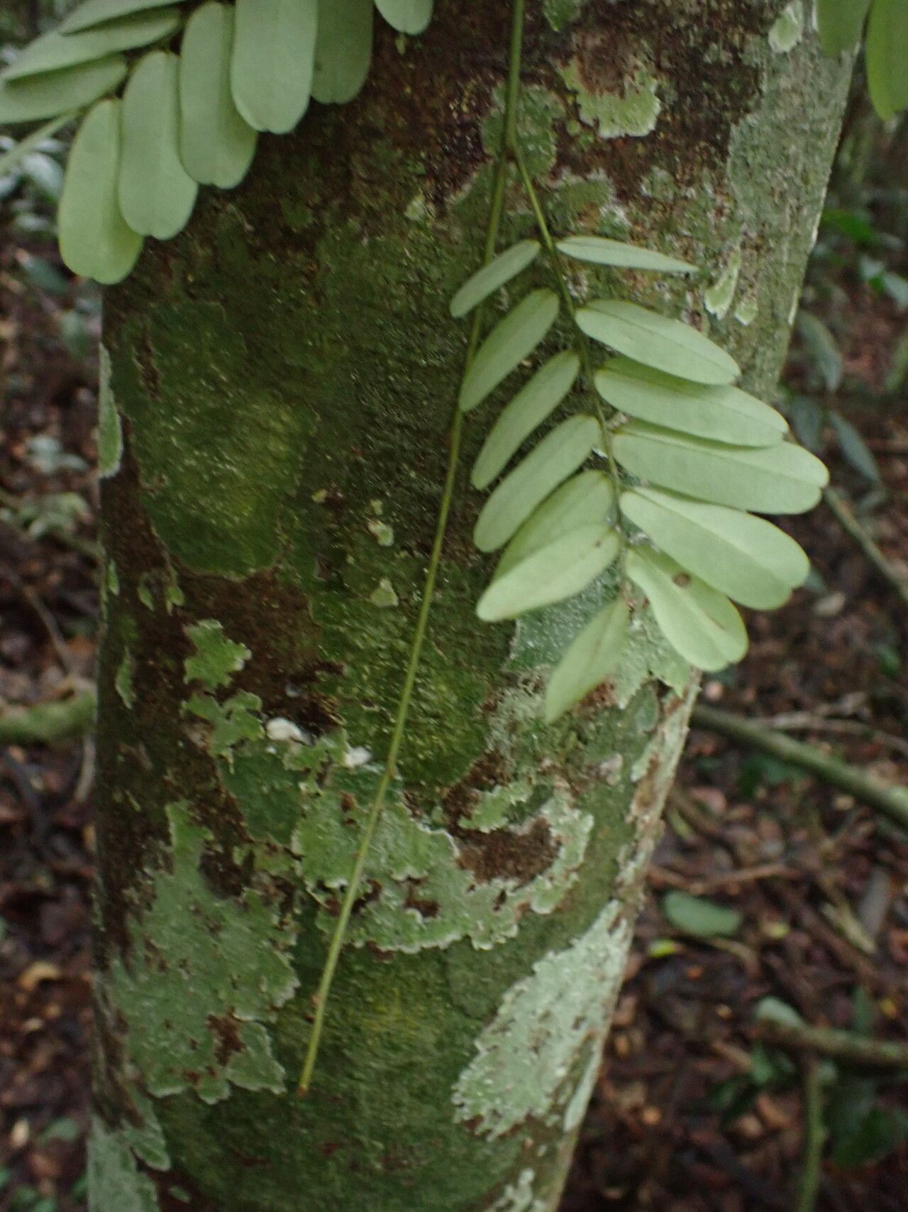 Dalbergia hostilis — houseplant care guide