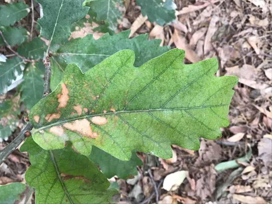 Quercus hartwissiana leaf
