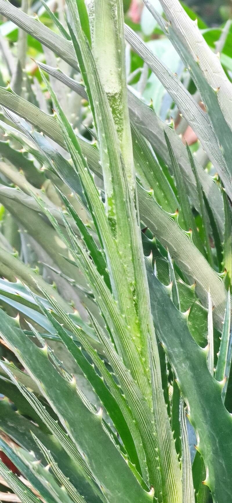 Dyckia remotiflora bark