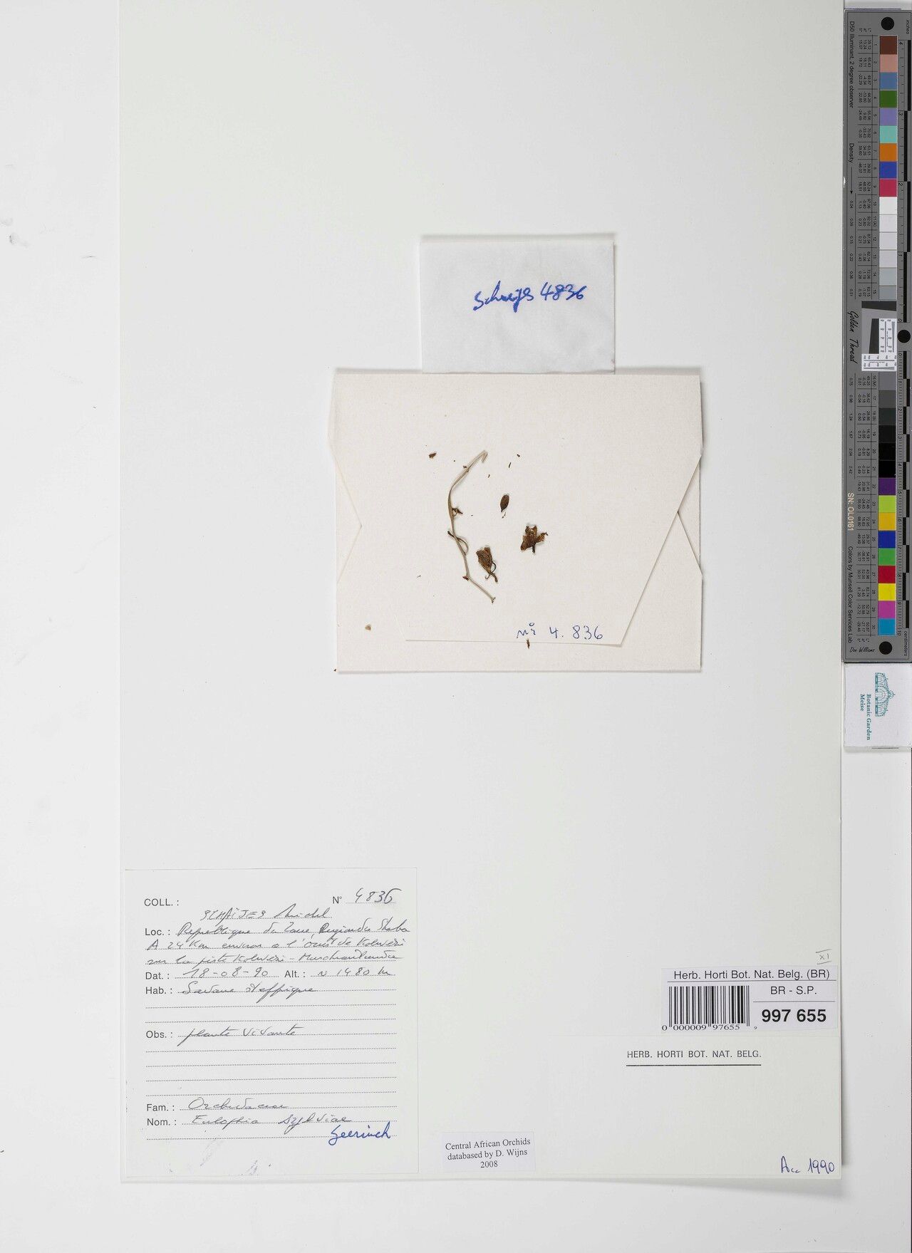 Eulophia sylviae — houseplant care guide