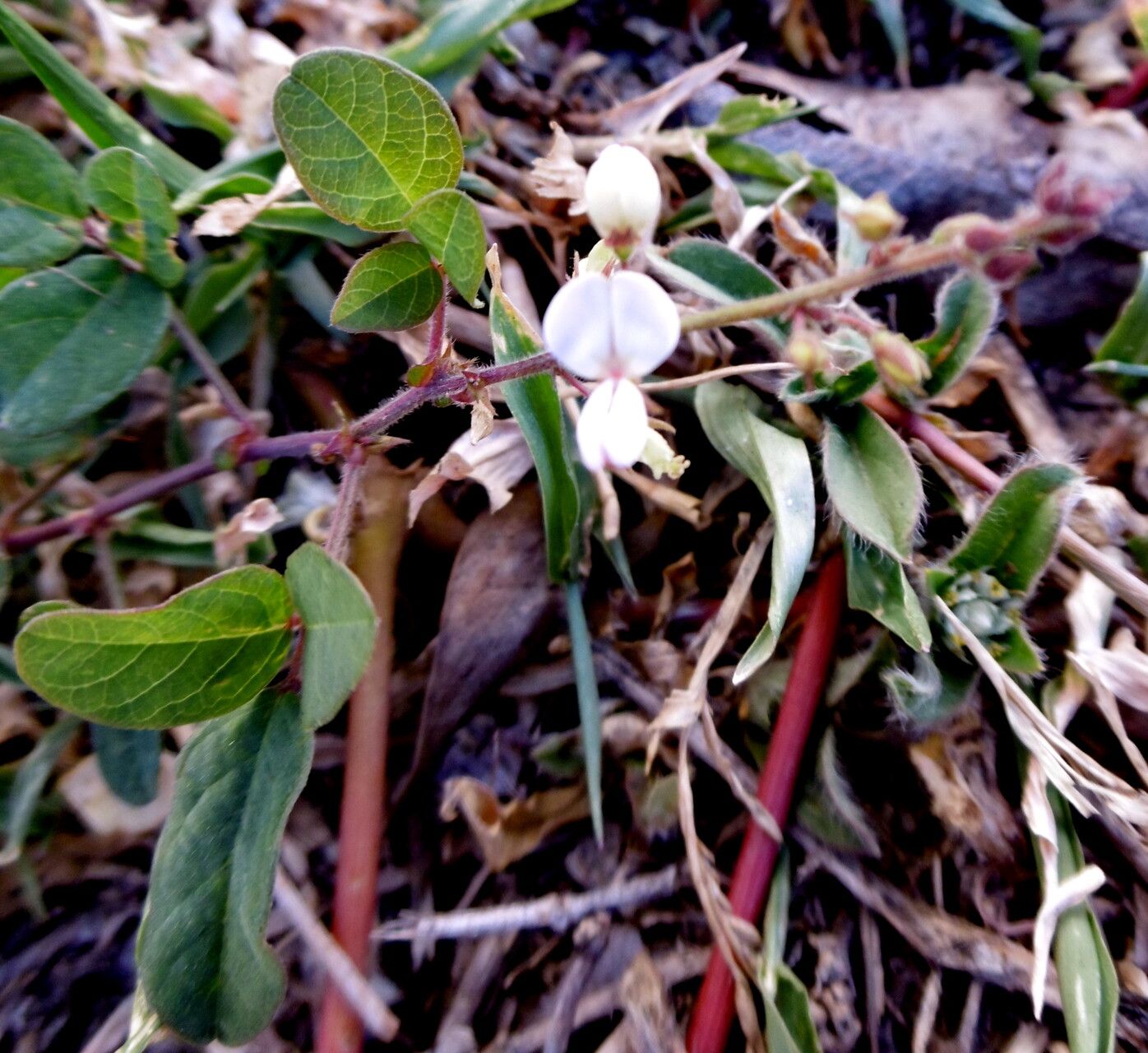 Pleurolobus gangeticus habit