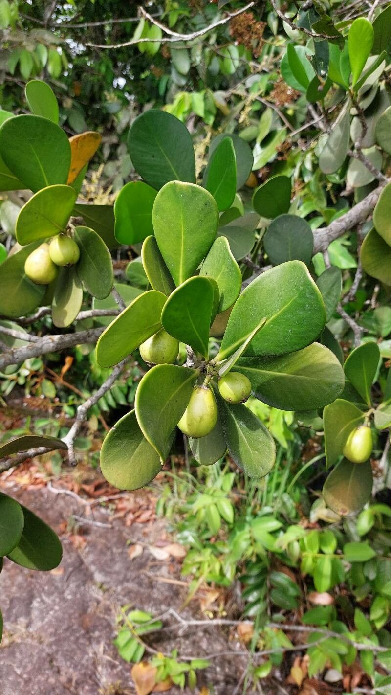 Clusia weddelliana — search result for 'Clusia'