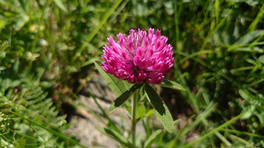 Trifolium alpestre flower