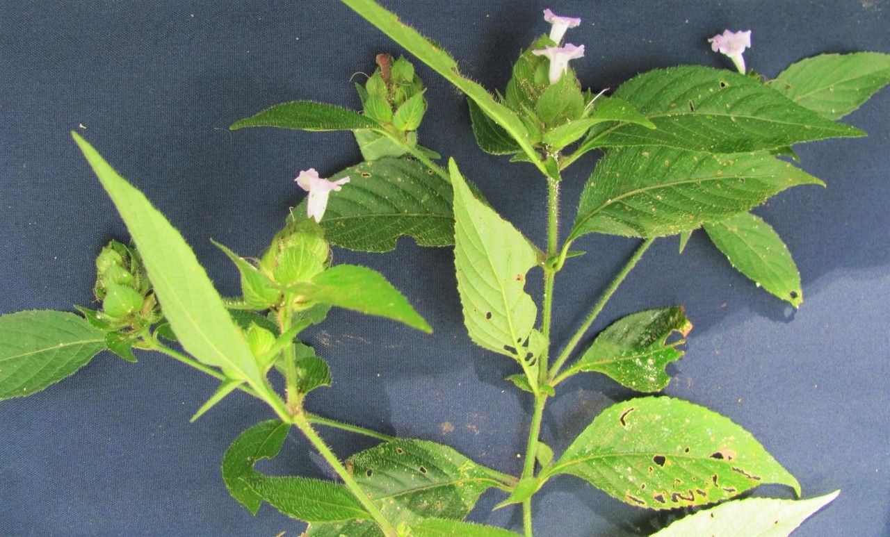 Ruellia costaricensis other