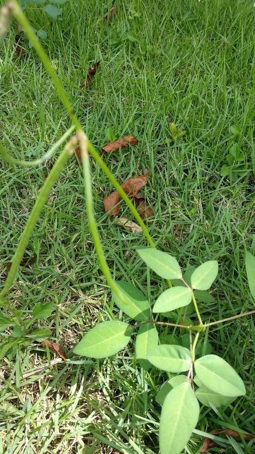 Macroptilium lathyroides fruit
