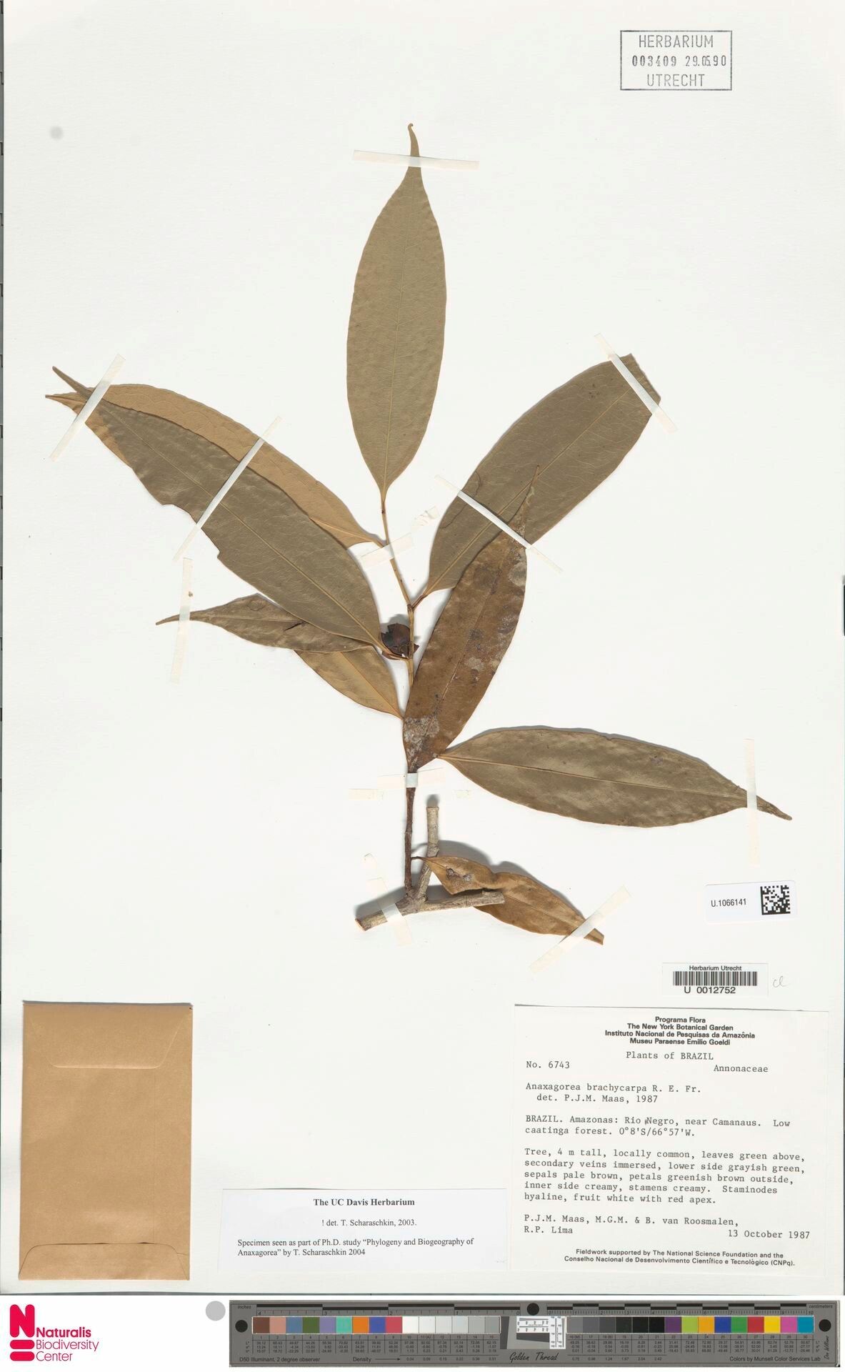 Anaxagorea brachycarpa fruit