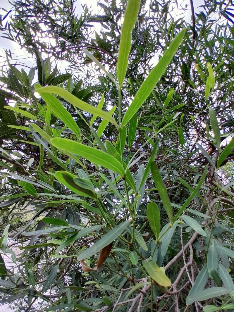 Secamone ligustrifolia leaf