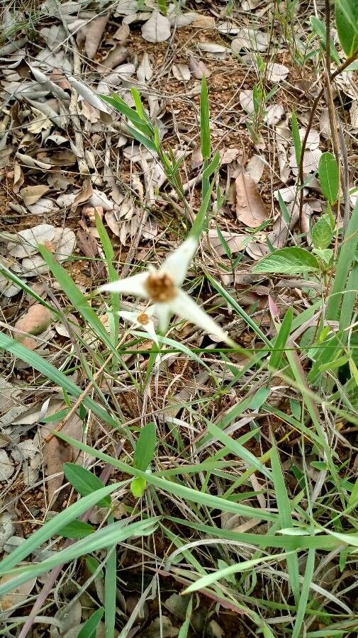Rhynchospora nervosa leaf