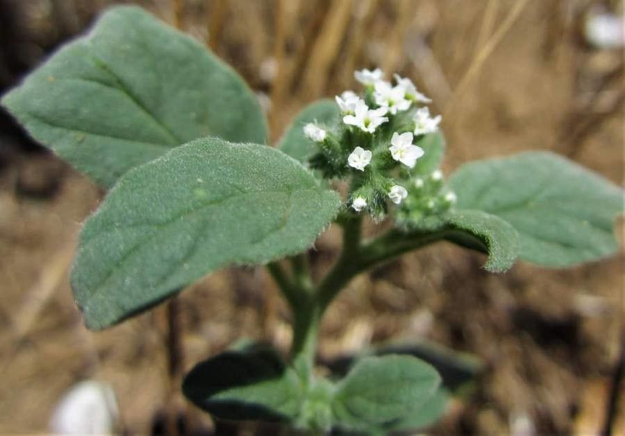 Heliotropium dolosum flower