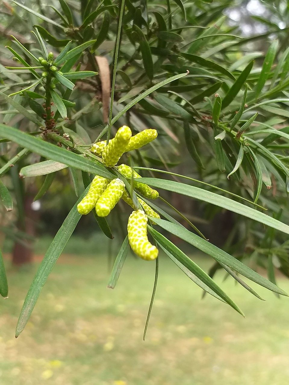 Afrocarpus falcatus flower