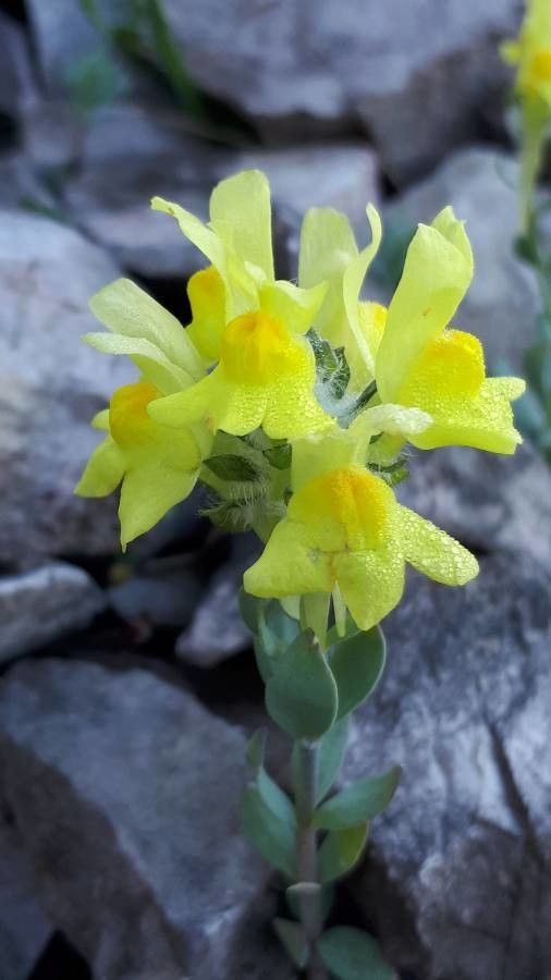 Linaria tonzigii flower