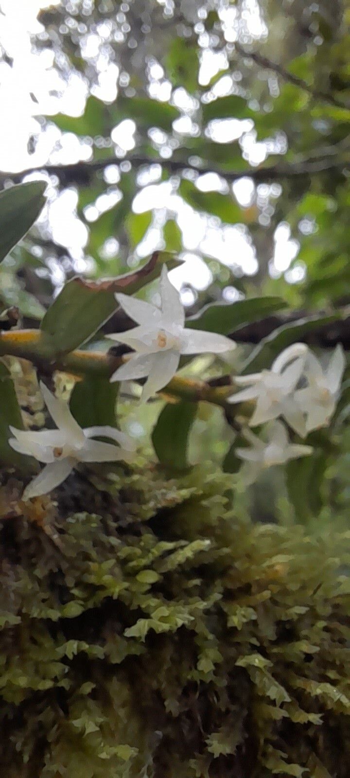 Angraecum baronii flower
