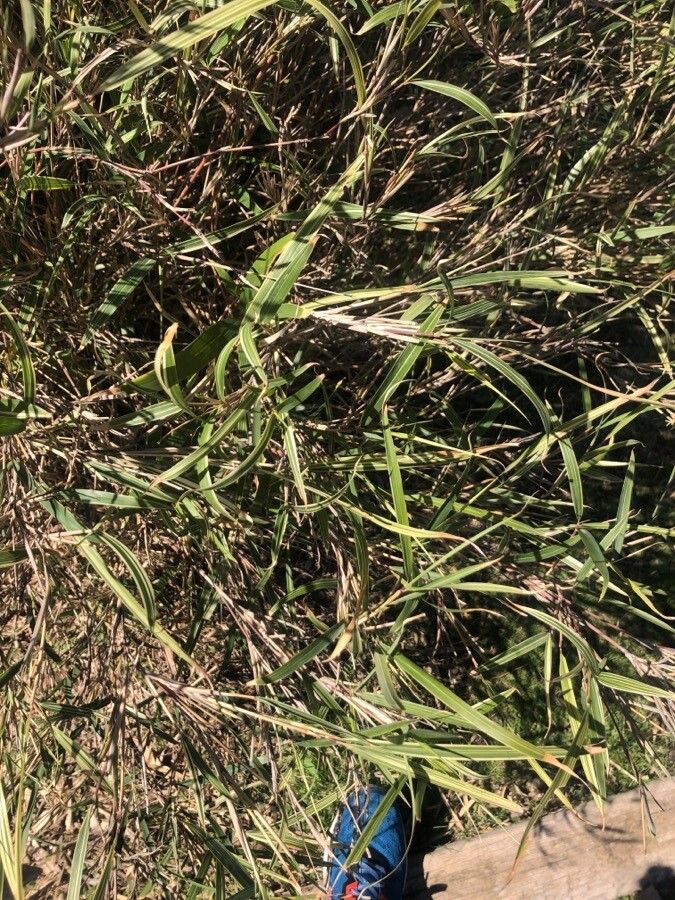 Pseudosasa hindsii — related species from the same genus