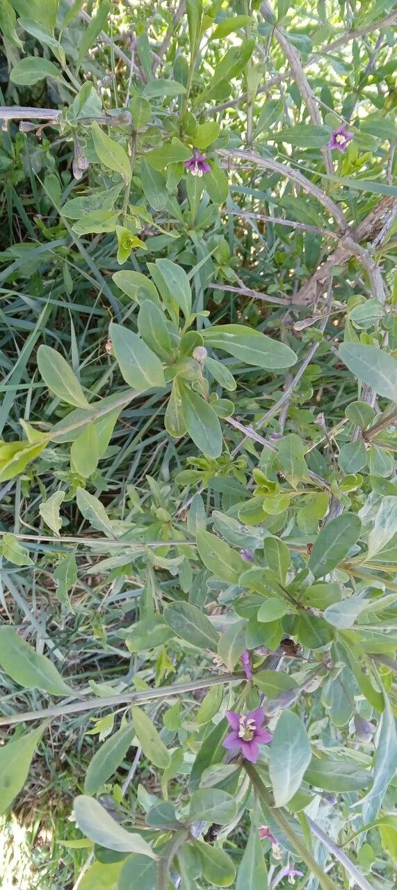 Lycium barbarum flower