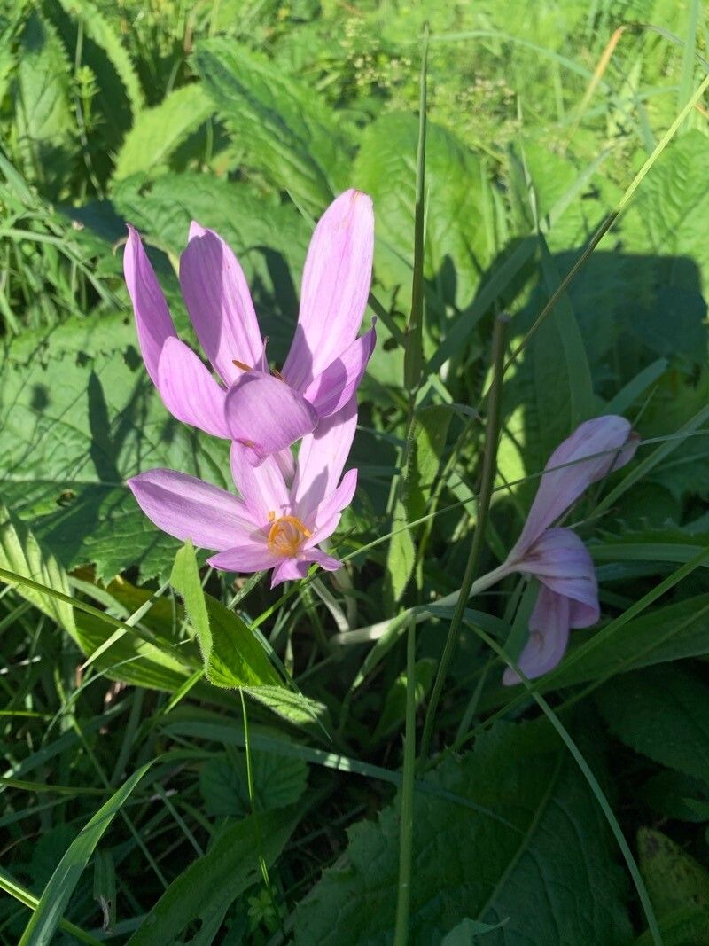 Colchicum multiflorum leaf