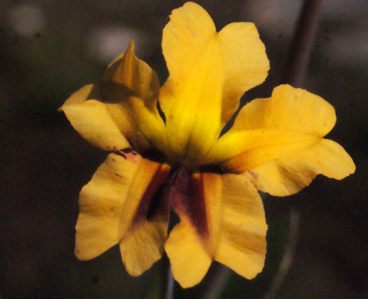 Goodenia trinervis flower