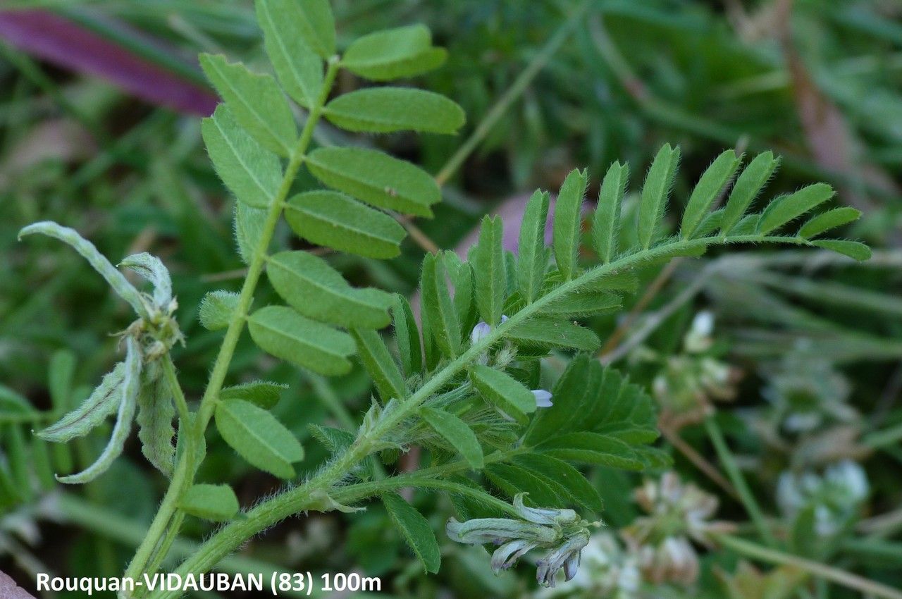 Biserrula pelecinus — houseplant care guide