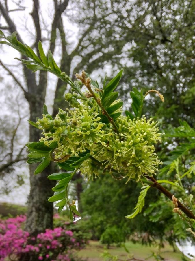 Holocalyx balansae flower