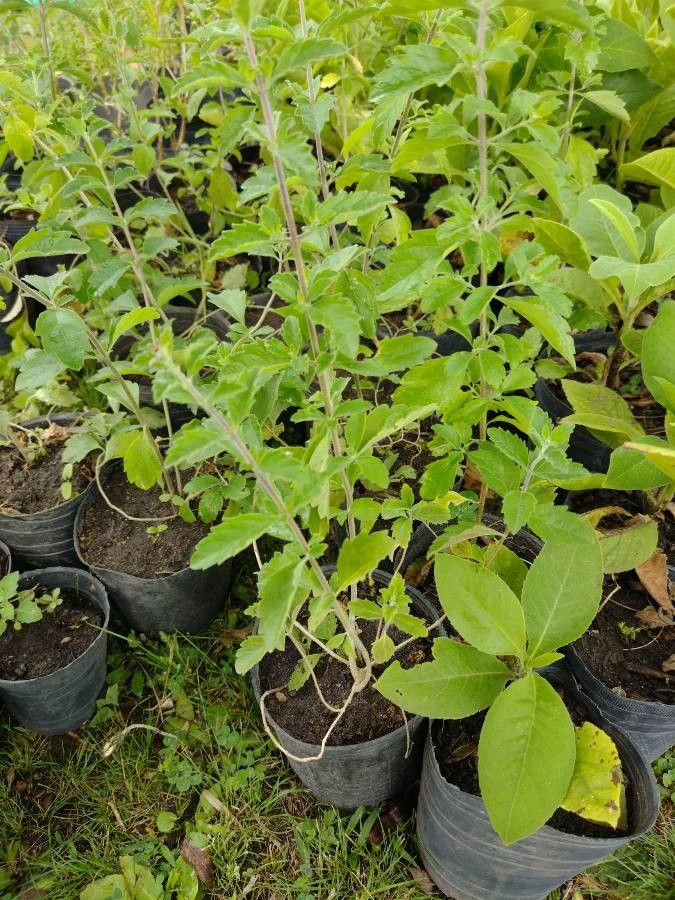 Aloysia gratissima habit