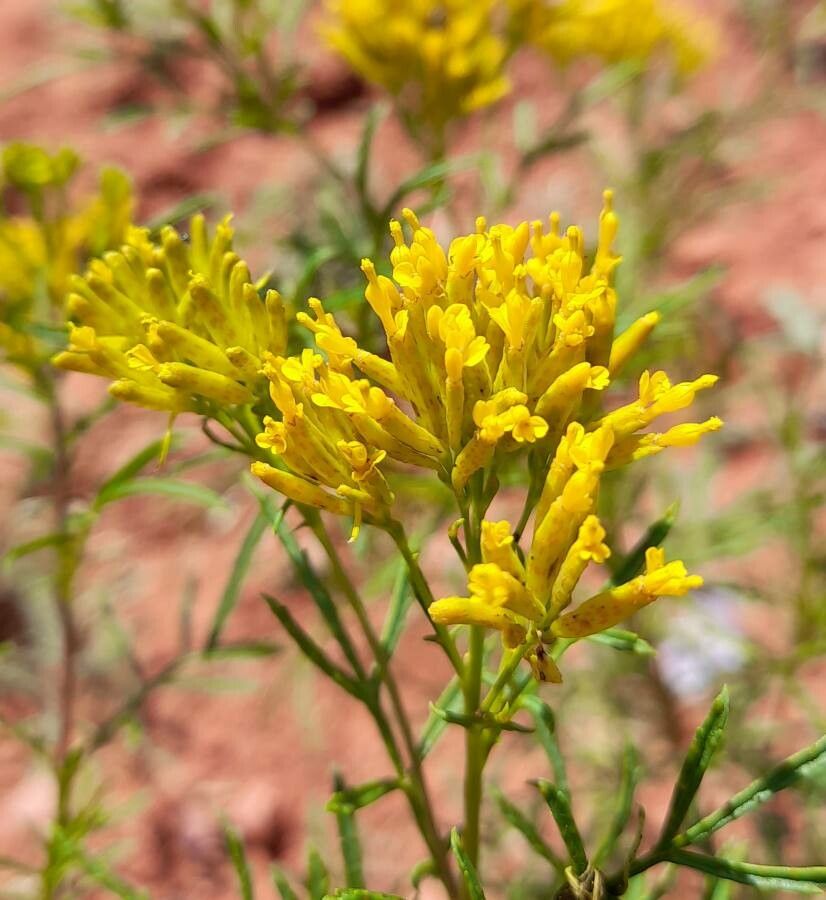 Tagetes riojana flower