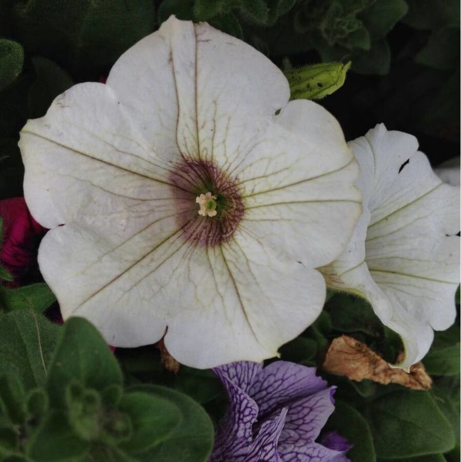 Petunia hybrida flower