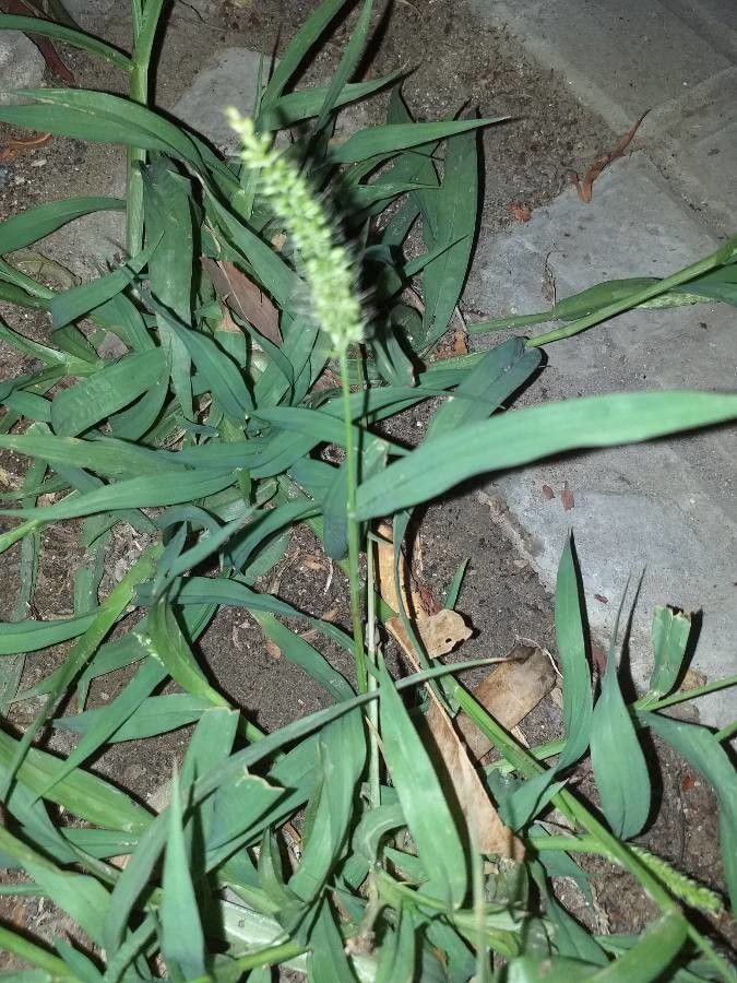 Setaria verticillata — search result for 'Poaceae'