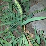 Setaria verticillata